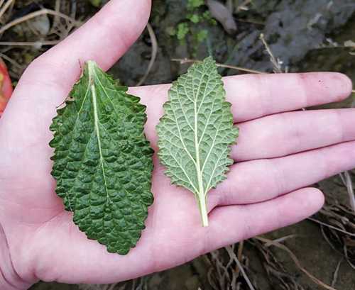 癞蛤蟆草是什么（菜园里随处可见，价值十分高）