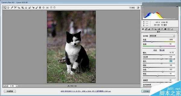 Photoshop 3DLUT调出色彩通透清晰的猫咪图片